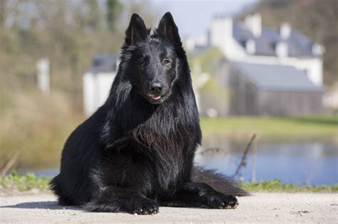 黑狗品種|34 Black Dog Breeds